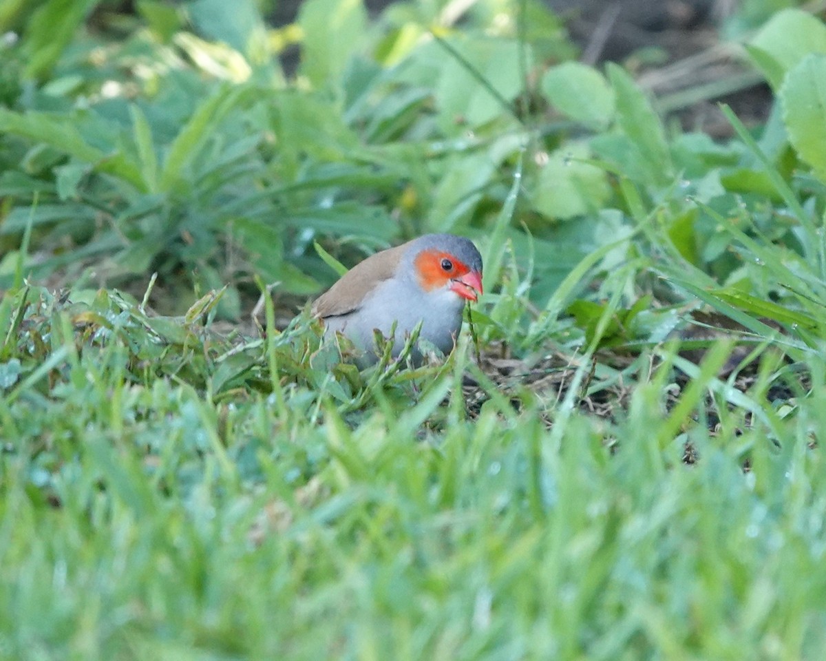 Orange-cheeked Waxbill - ML609515467