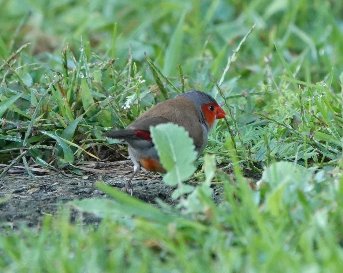 Orange-cheeked Waxbill - Sylvia Afable