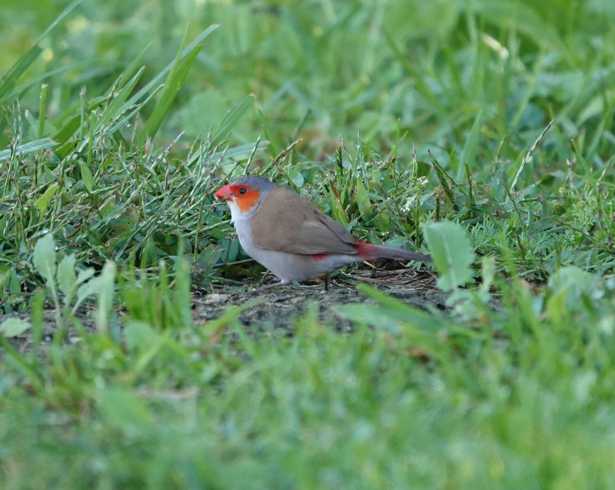 Orange-cheeked Waxbill - ML609515469