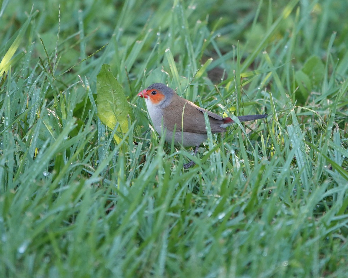 Orange-cheeked Waxbill - Sylvia Afable