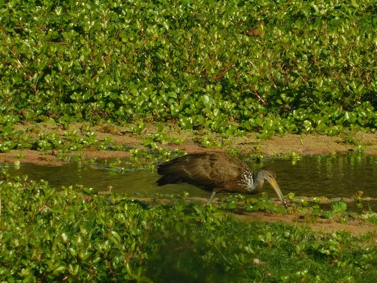 Limpkin - ML609515495