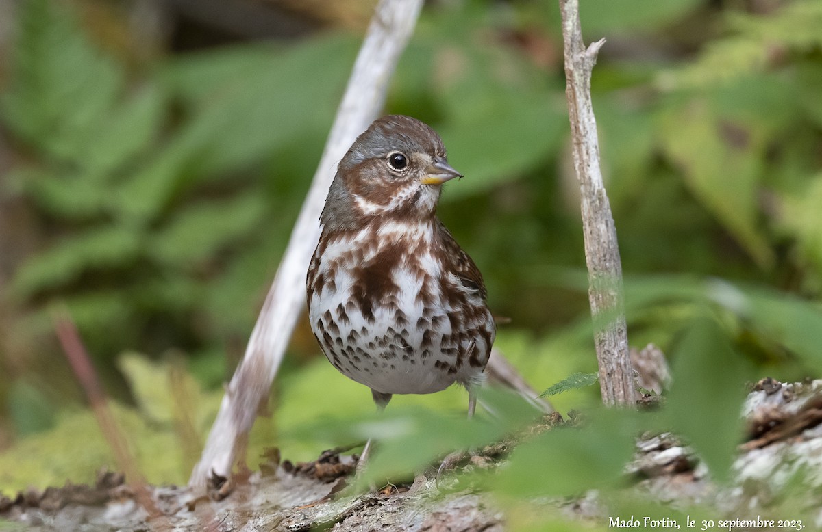 Fox Sparrow - madeleine fortin