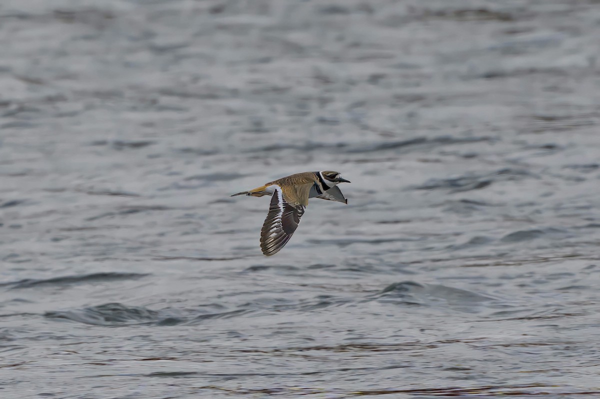 Killdeer - ML609515565