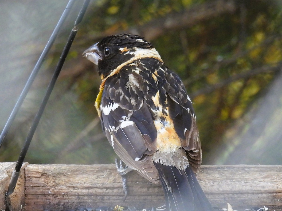 Black-headed Grosbeak - ML609515566
