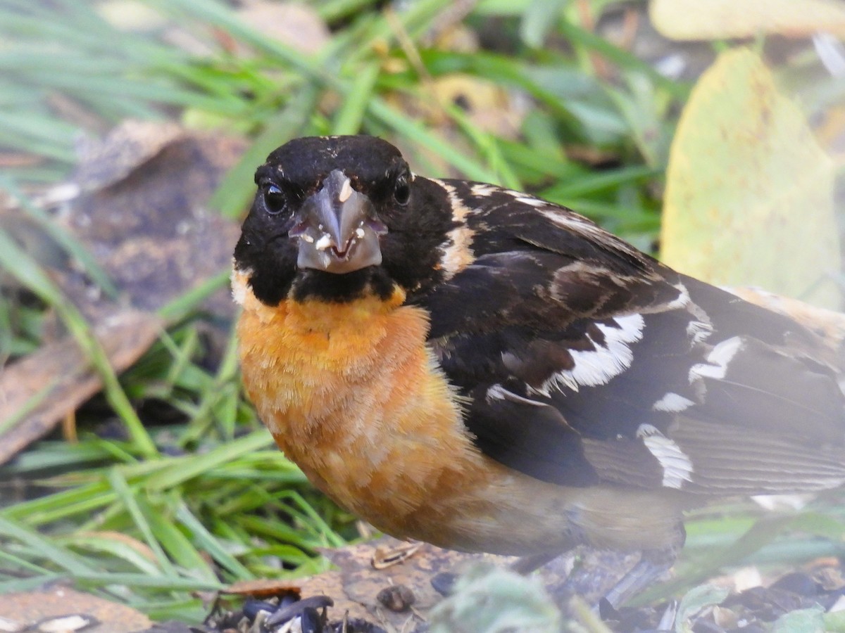 Black-headed Grosbeak - ML609515567