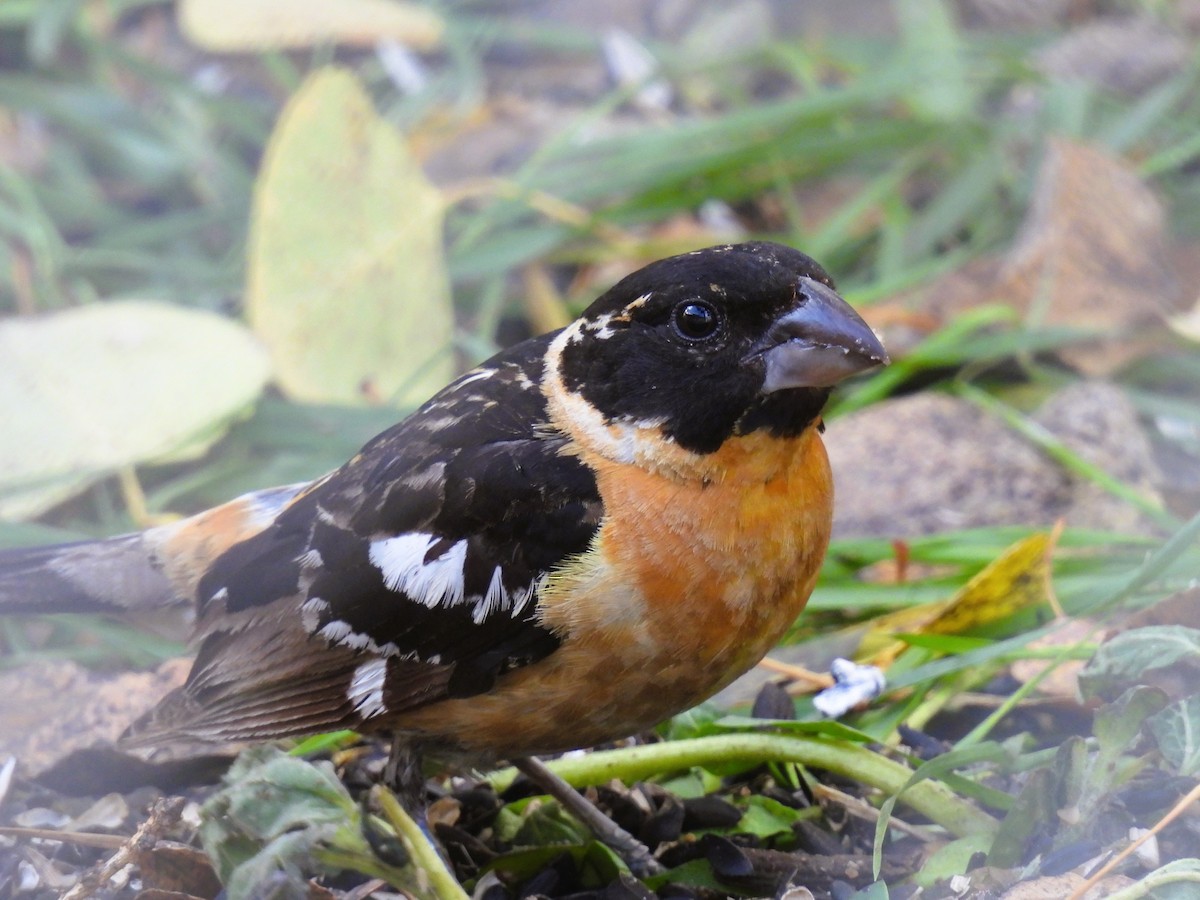 Black-headed Grosbeak - ML609515568