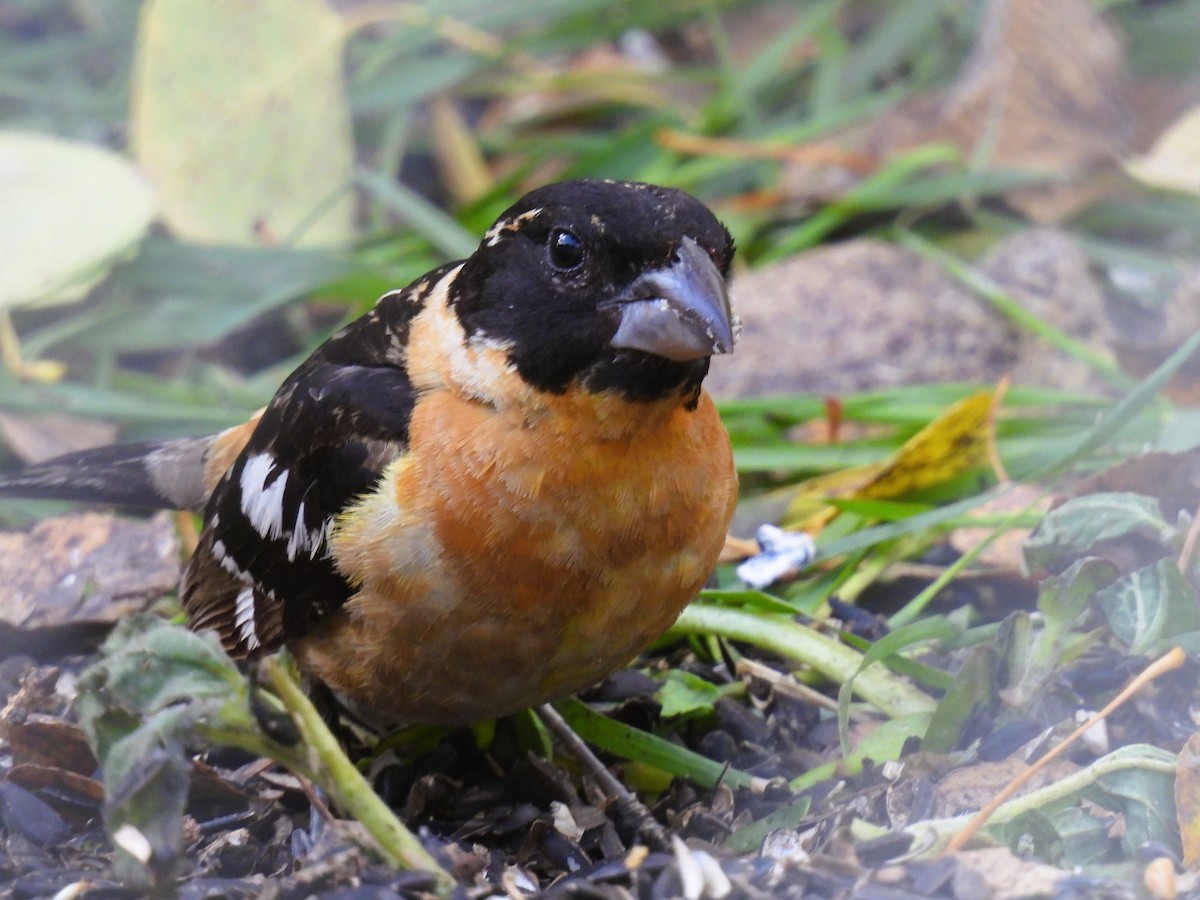 Black-headed Grosbeak - ML609515569