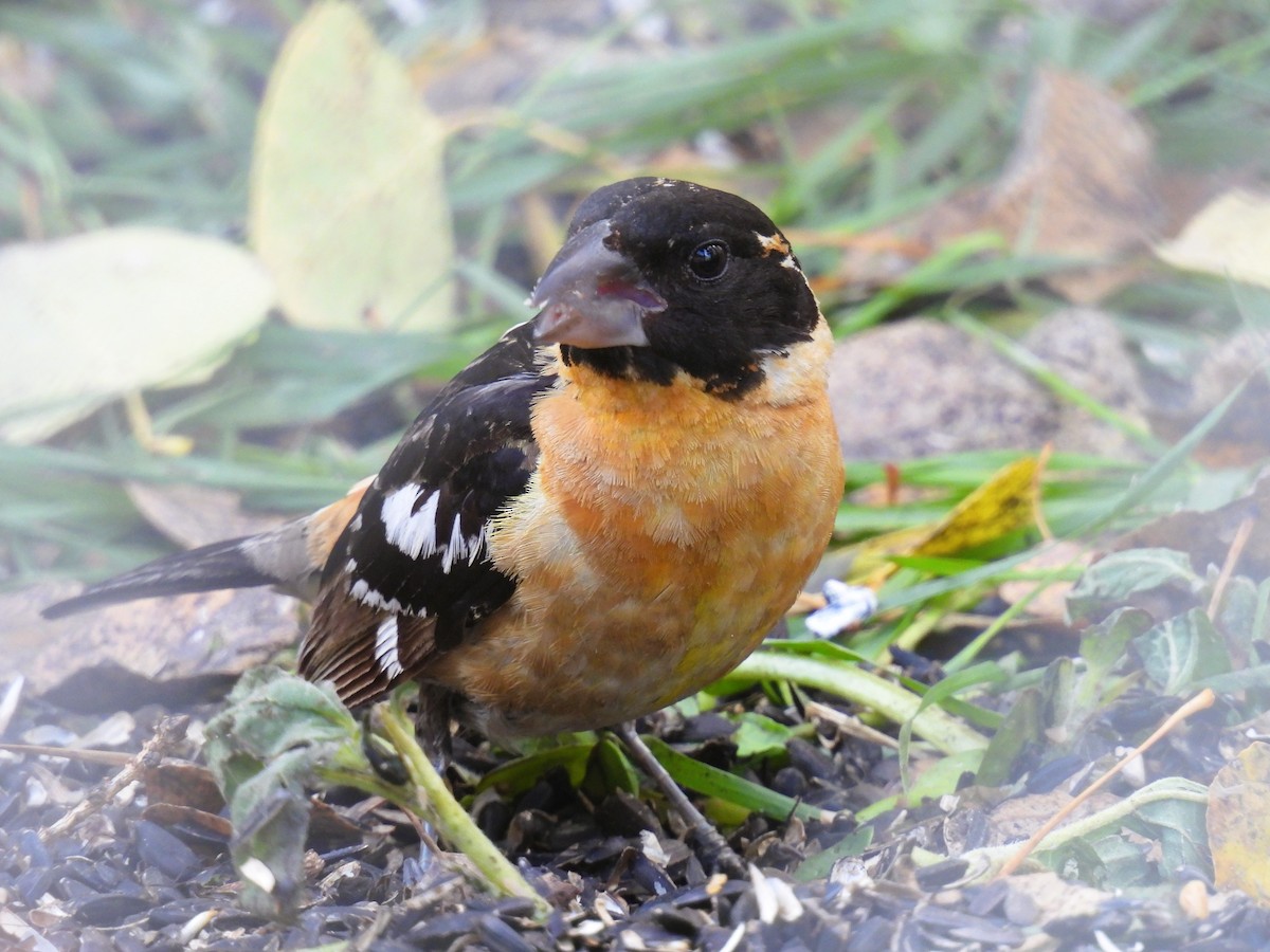 Black-headed Grosbeak - ML609515570