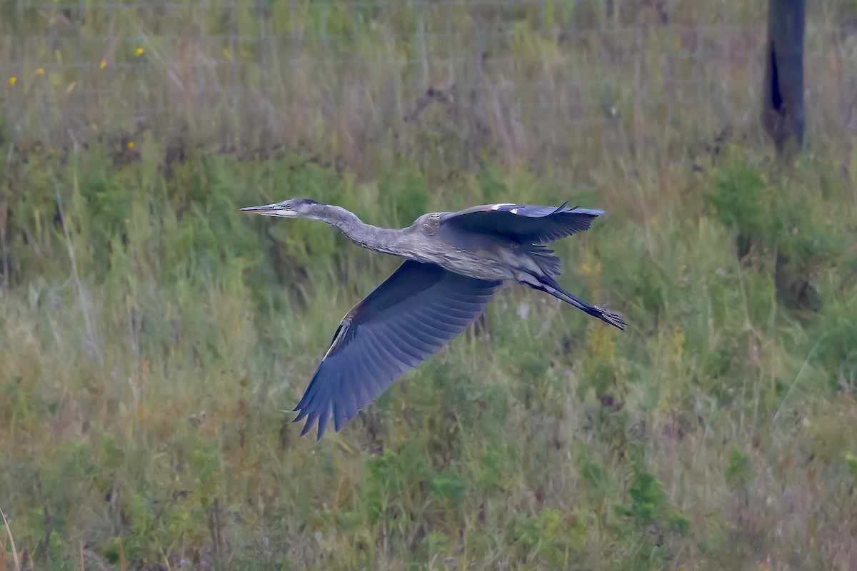 Great Blue Heron - ML609515572