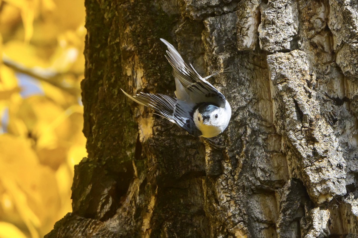 White-breasted Nuthatch - ML609515598