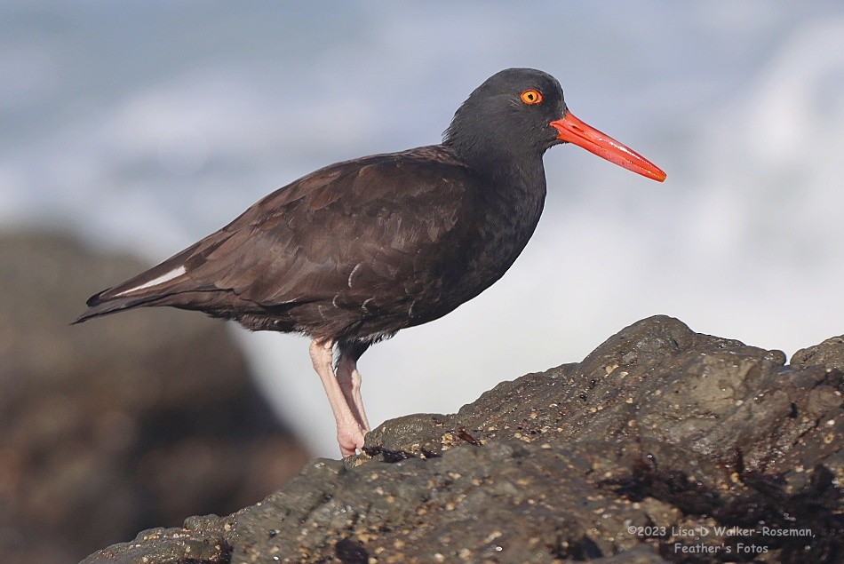 Black Oystercatcher - ML609515620