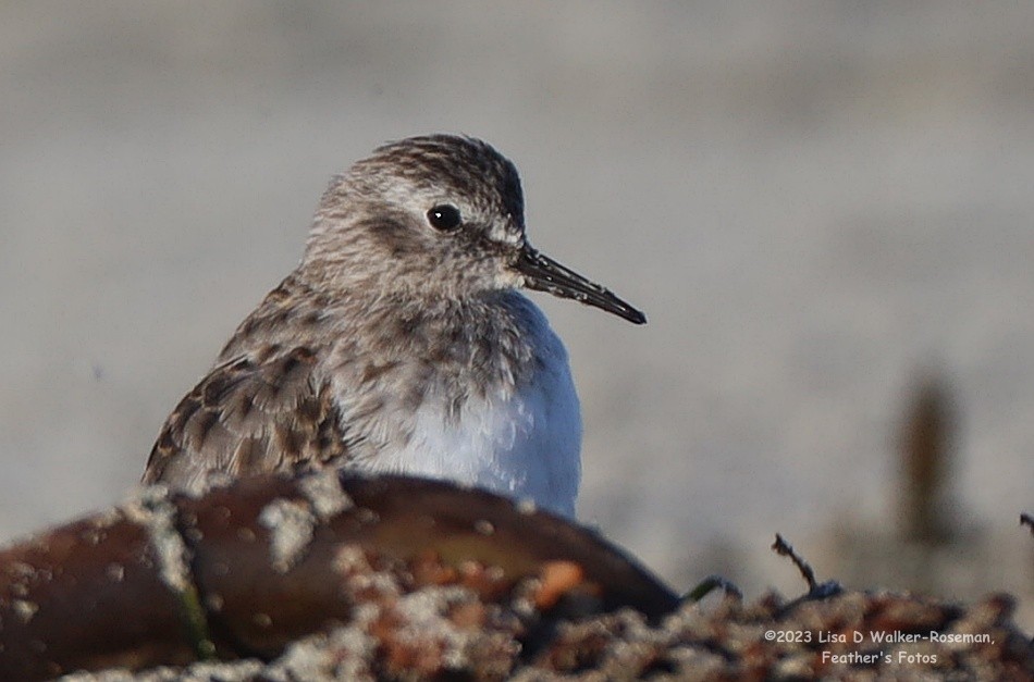 Least Sandpiper - ML609515669