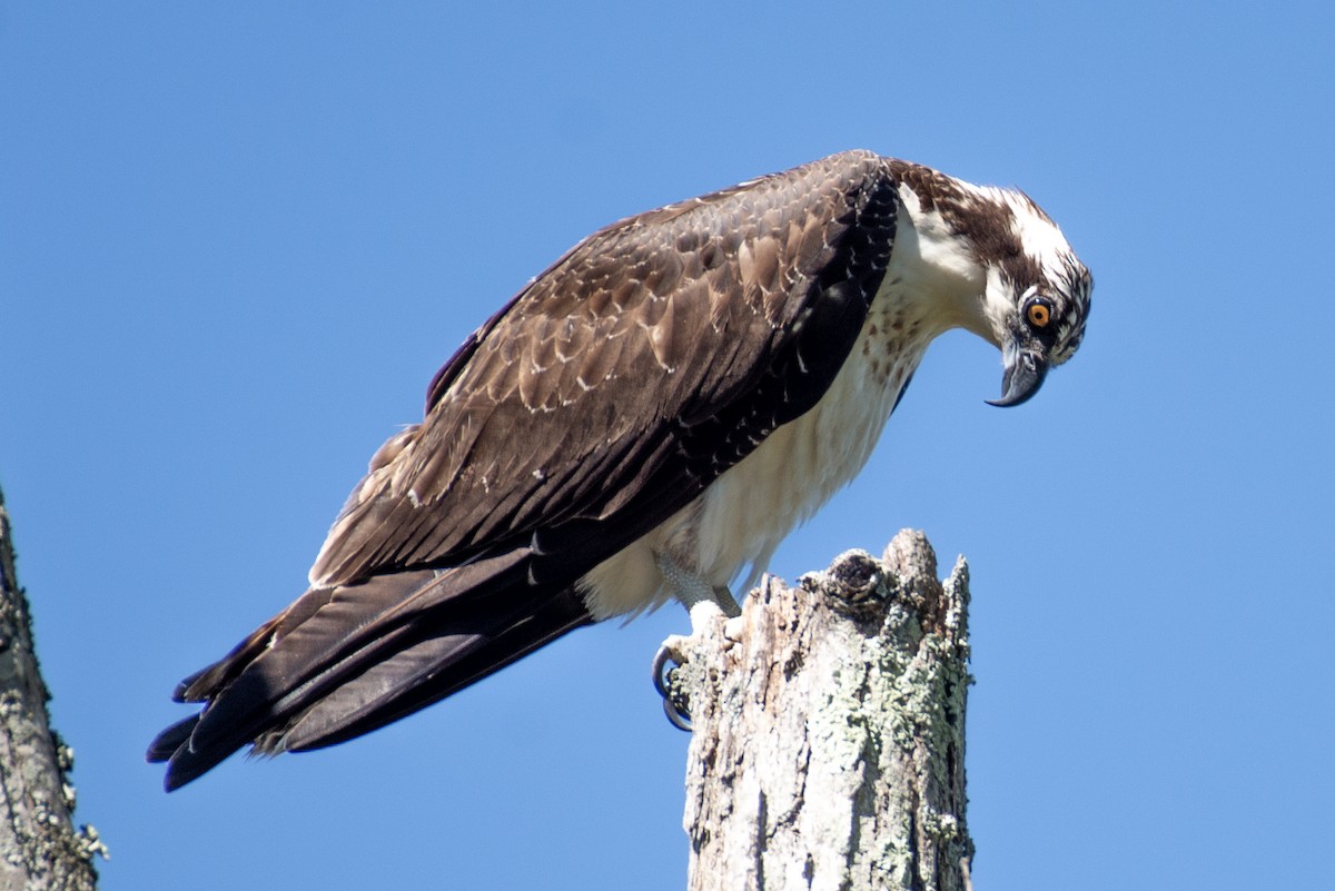 Osprey - ML609515749