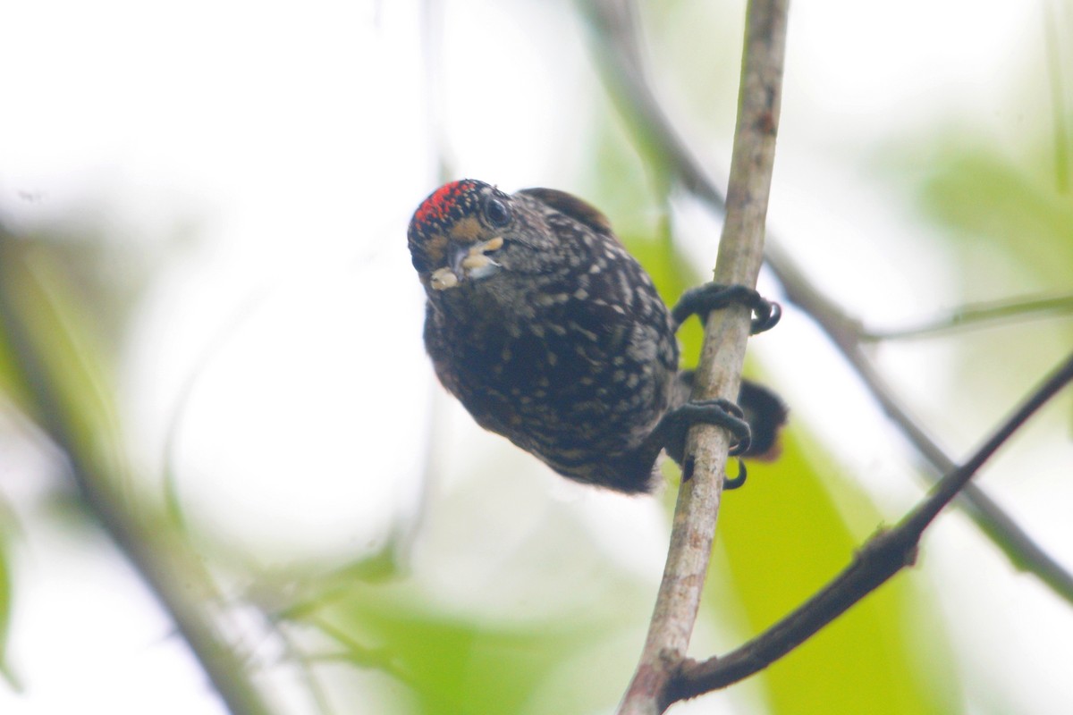 Speckle-chested Piculet - ROYAL FLYCATCHER /Kenny Rodríguez Añazco