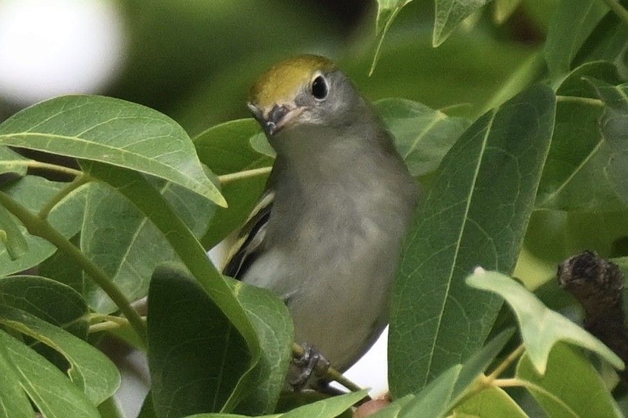 Chestnut-sided Warbler - Simon Artuch