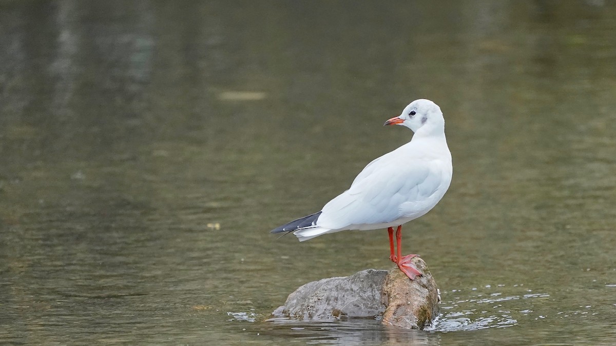 Mouette rieuse - ML609515934