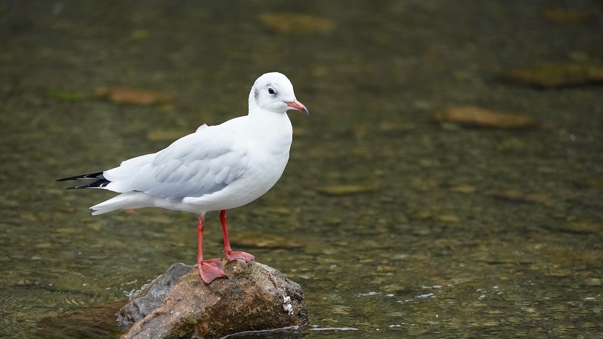 Black-headed Gull - ML609515938