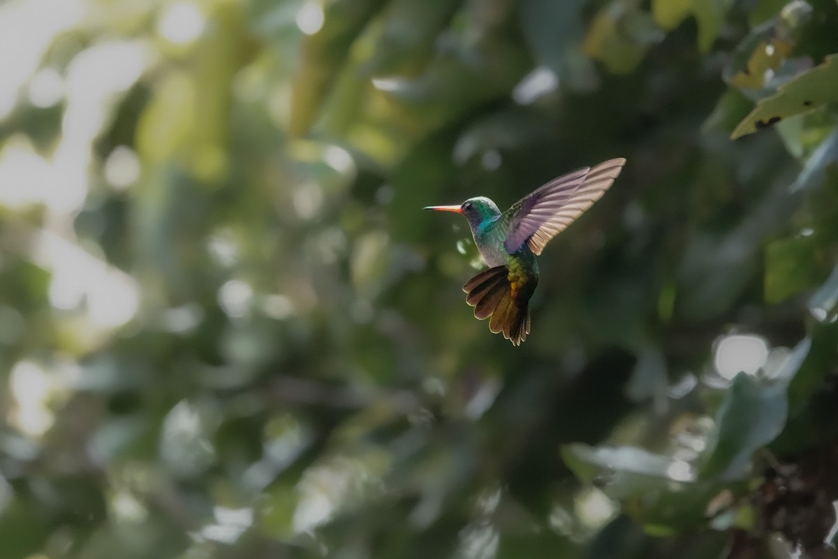Blue-throated Goldentail - ML609515939
