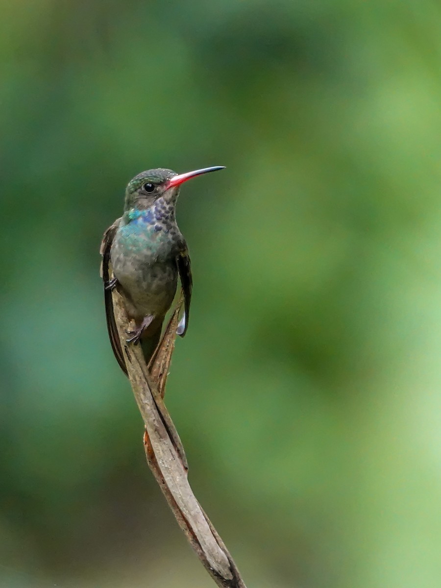 Blue-throated Goldentail - ML609515940