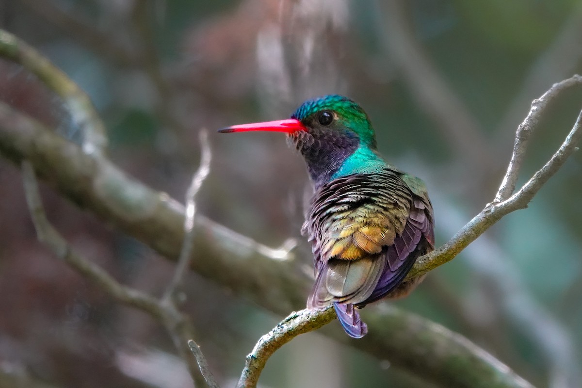 Blue-throated Goldentail - ML609515942
