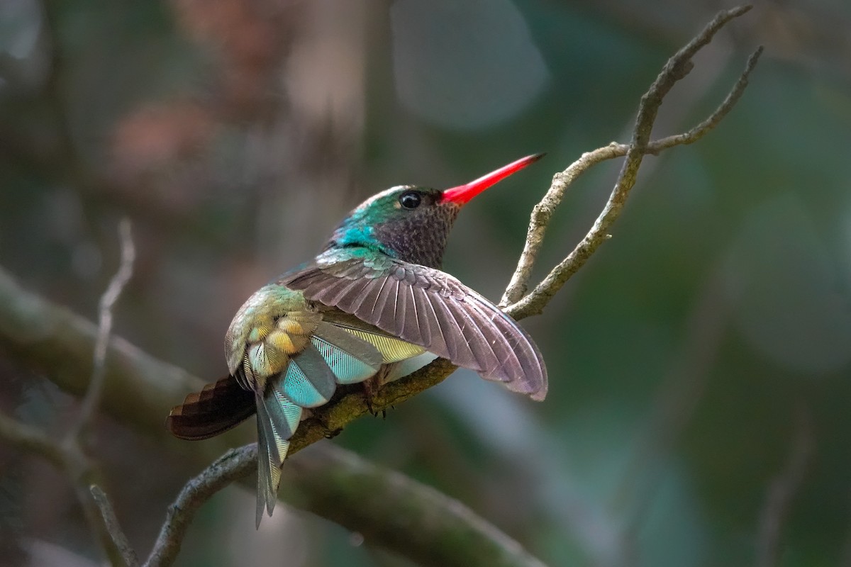 Blue-throated Goldentail - ML609515943