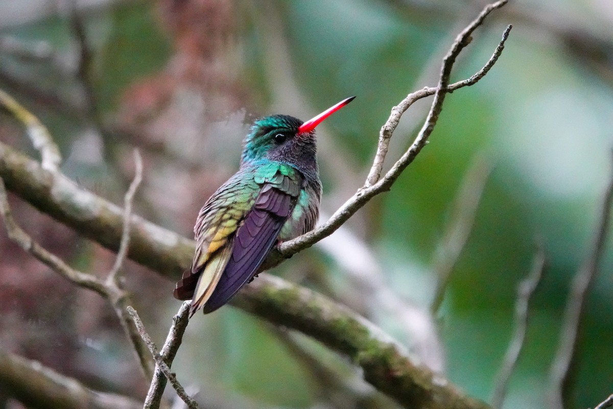 Blue-throated Goldentail - ML609515946