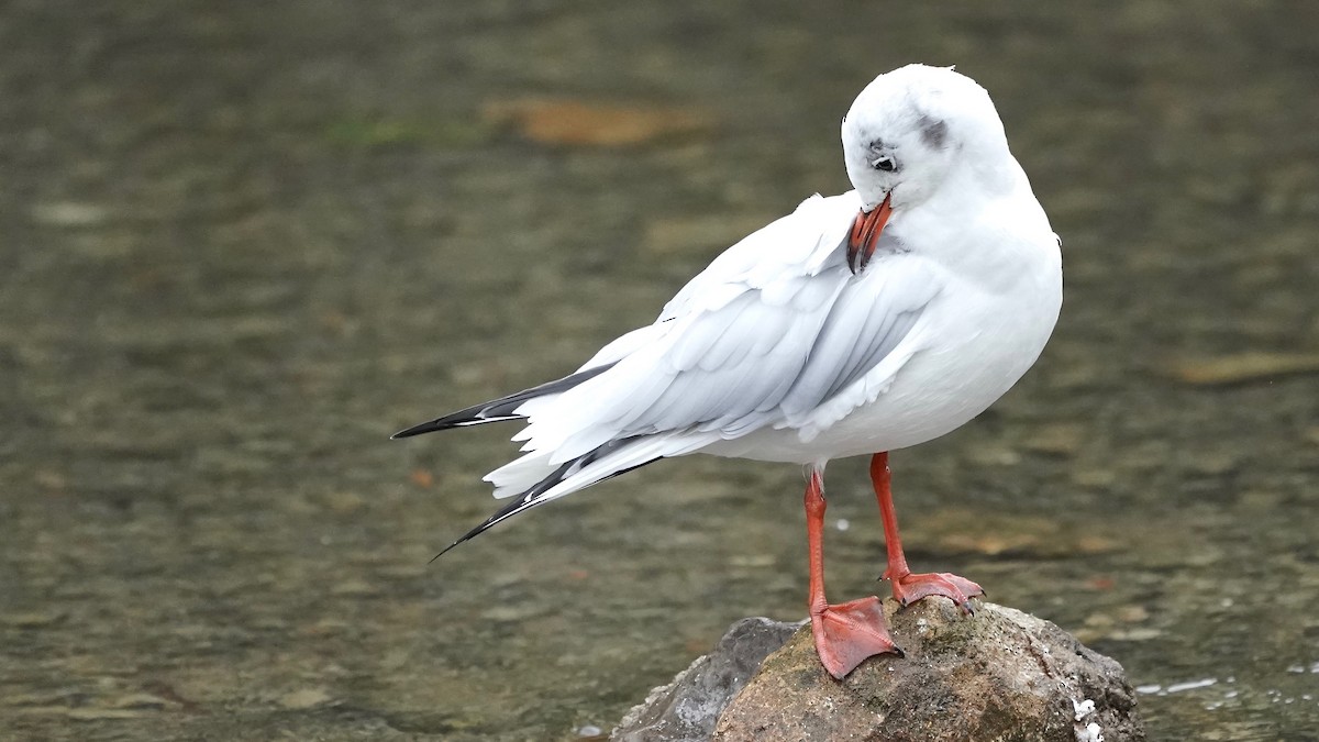 Mouette rieuse - ML609515954