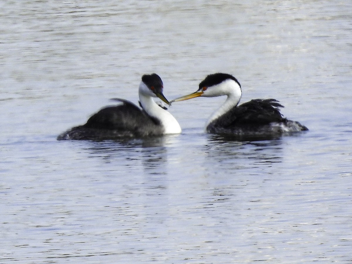 Western x Clark's Grebe (hybrid) - Astrid Taen