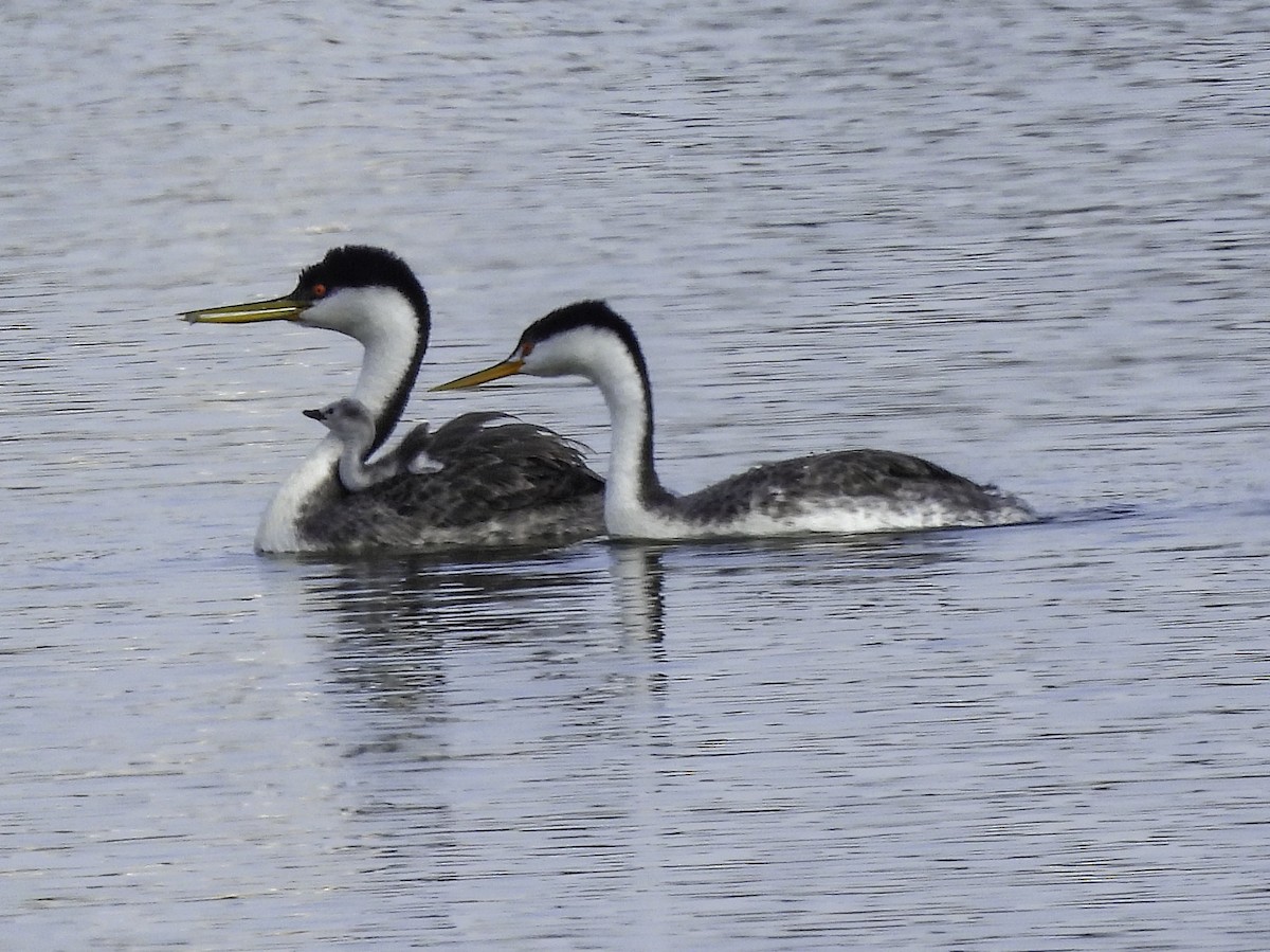 Western x Clark's Grebe (hybrid) - ML609515977