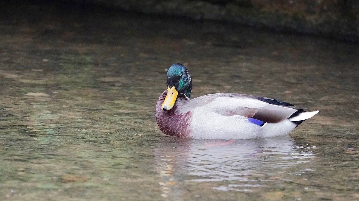 Mallard - Indira Thirkannad