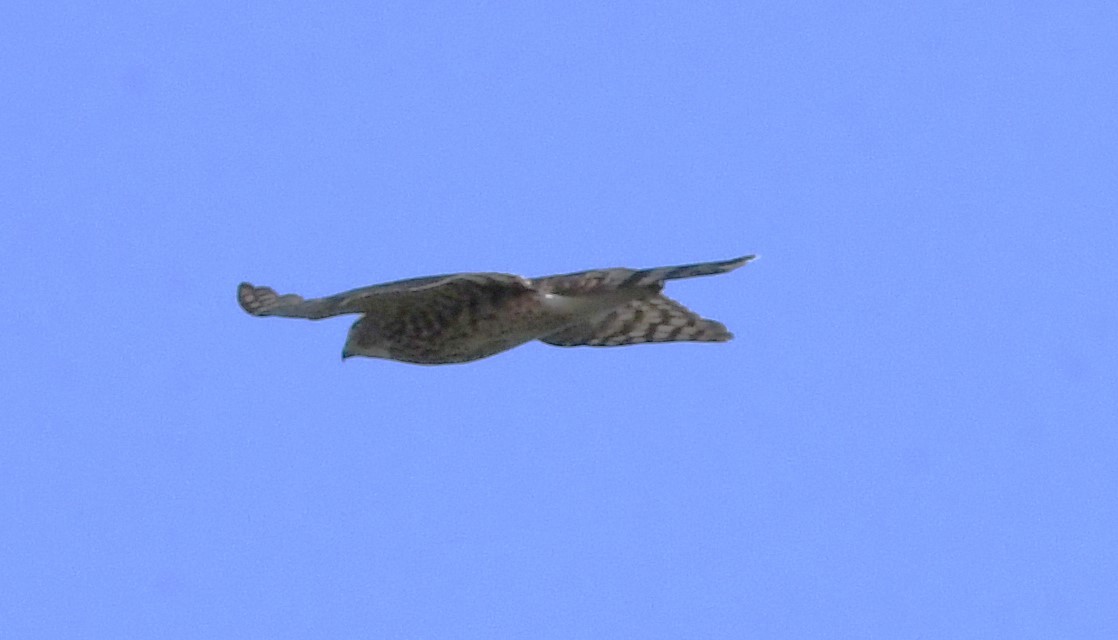 Cooper's Hawk - ML609515983