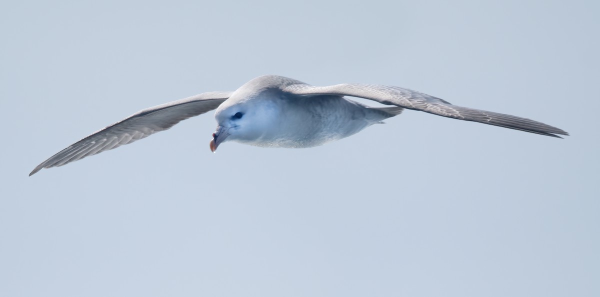 Fulmar boréal - ML609516096