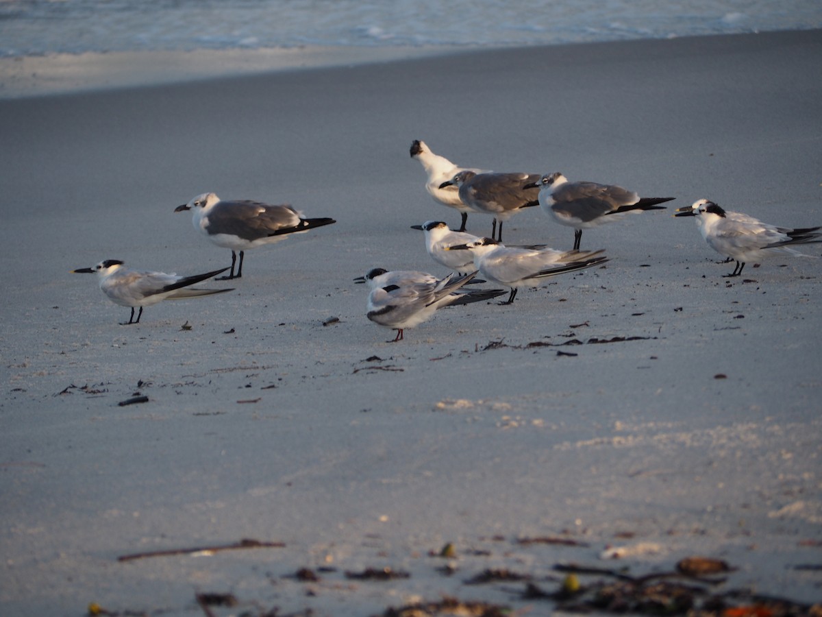 Common Tern - ML609516104