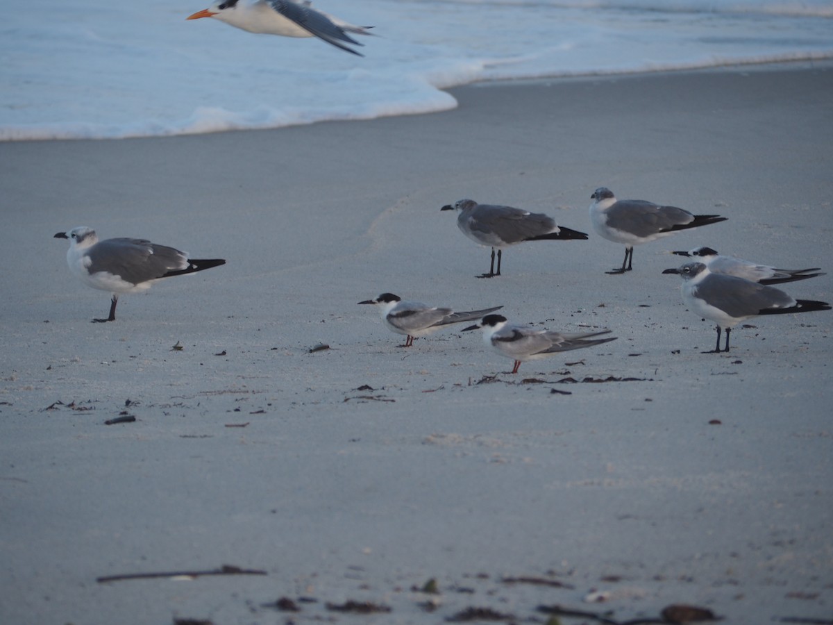 Common Tern - ML609516166