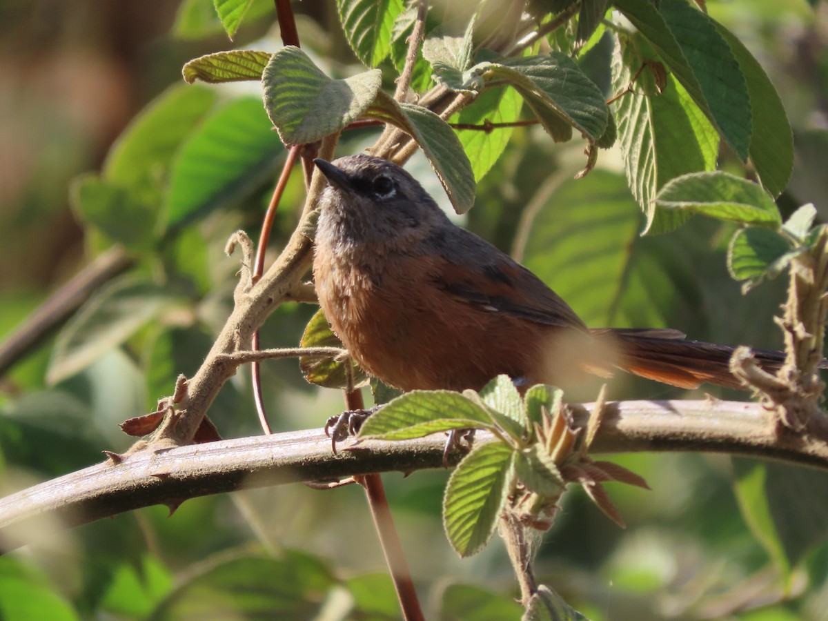 Russet-bellied Spinetail - Todd Pepper