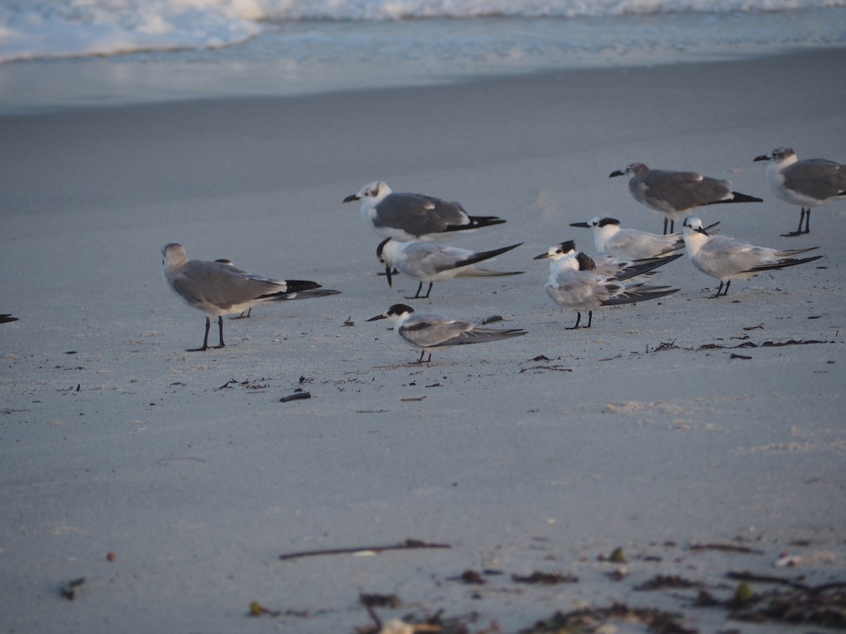 Common Tern - ML609516186