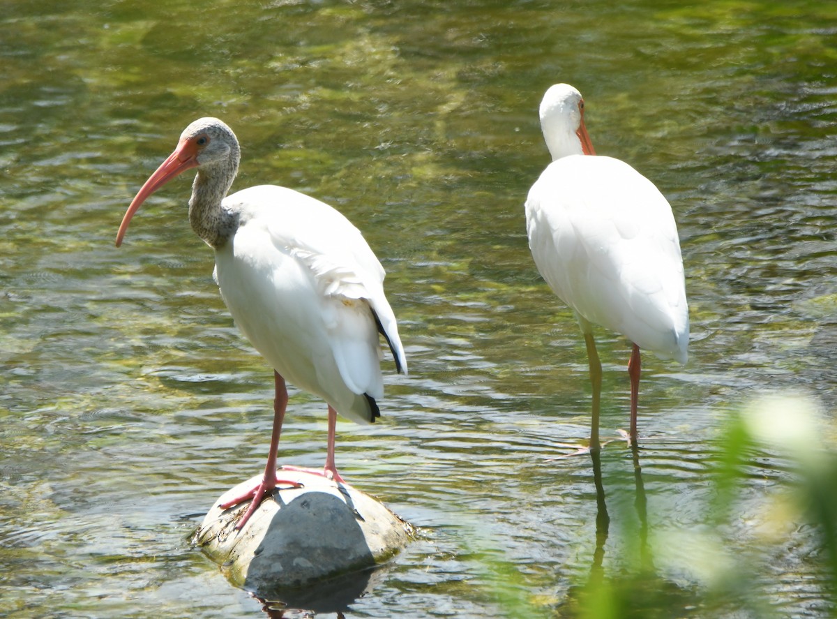 ibis bílý - ML609516198