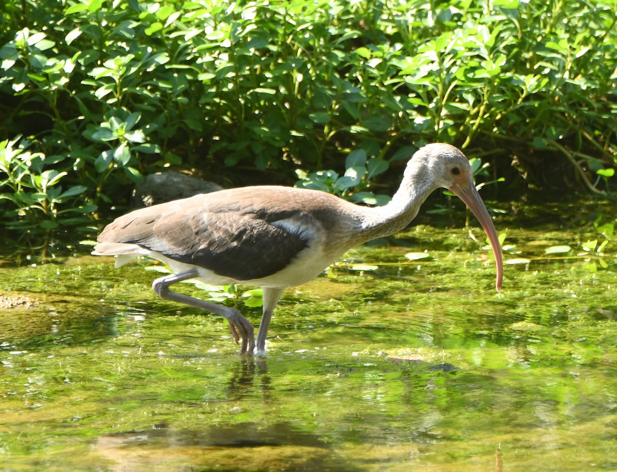 White Ibis - Leonardo Guzmán (Kingfisher Birdwatching Nuevo León)