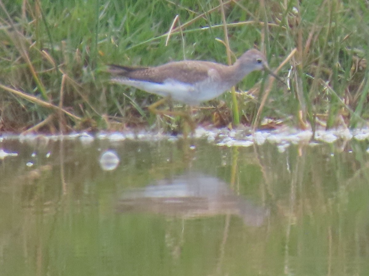 Lesser Yellowlegs - ML609516320