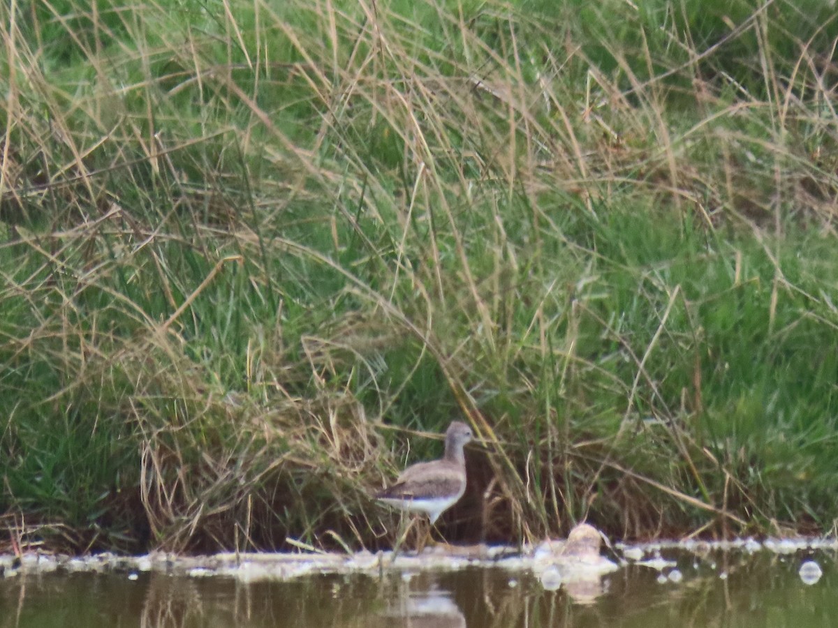 Lesser Yellowlegs - ML609516322