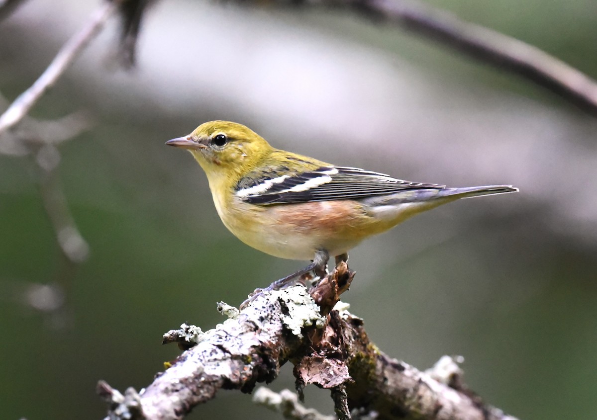 Bay-breasted Warbler - ML609516481