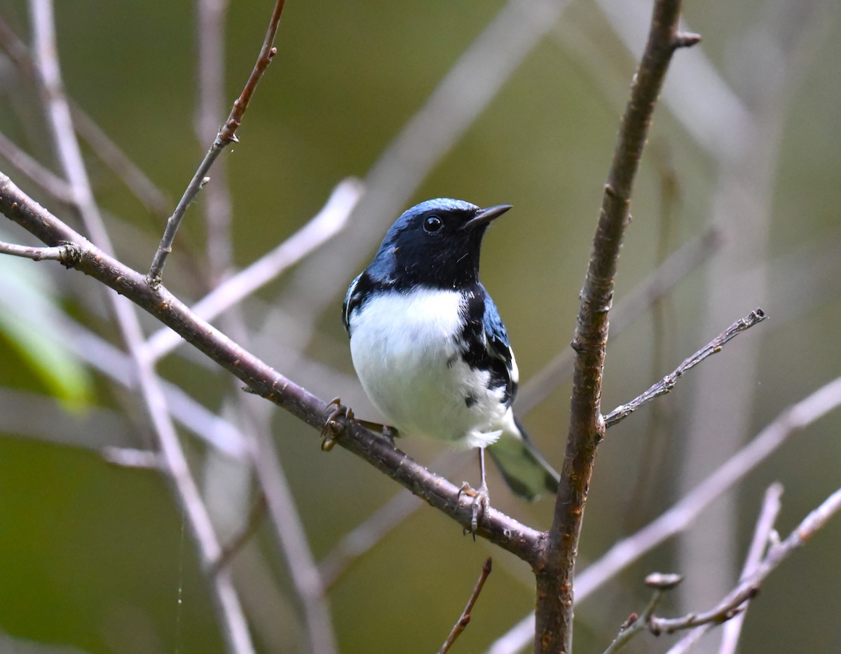 Black-throated Blue Warbler - ML609516516