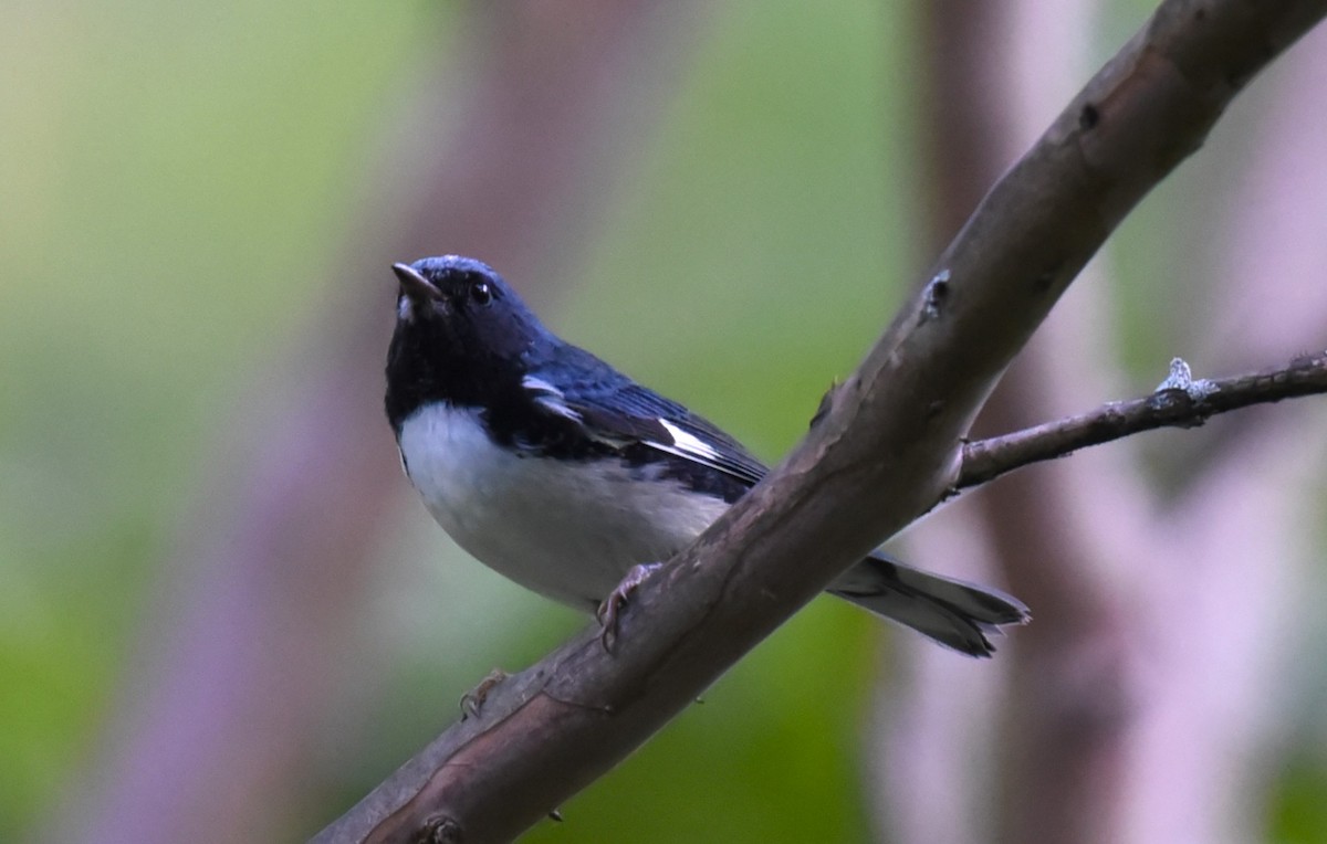 Black-throated Blue Warbler - Karen Avants