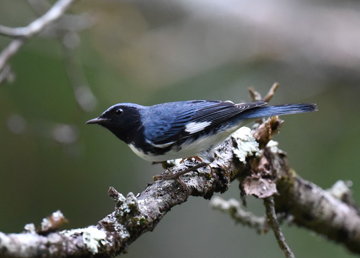 Black-throated Blue Warbler - Karen Avants