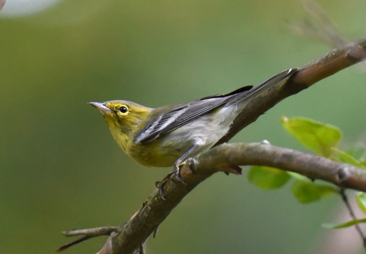 Yellow-throated Vireo - ML609516567
