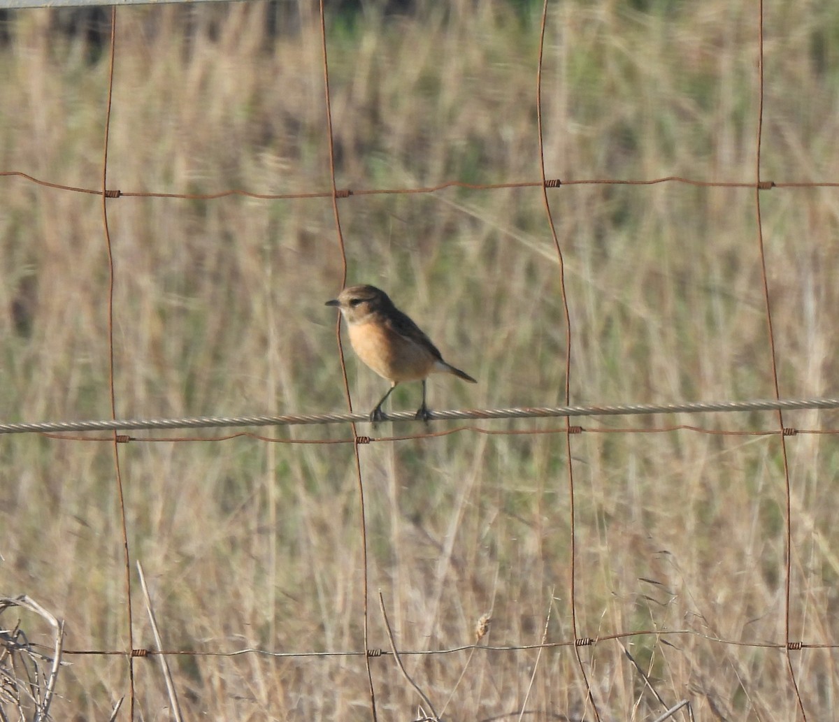 Common/Iberian Chiffchaff - Marcela Cardinal