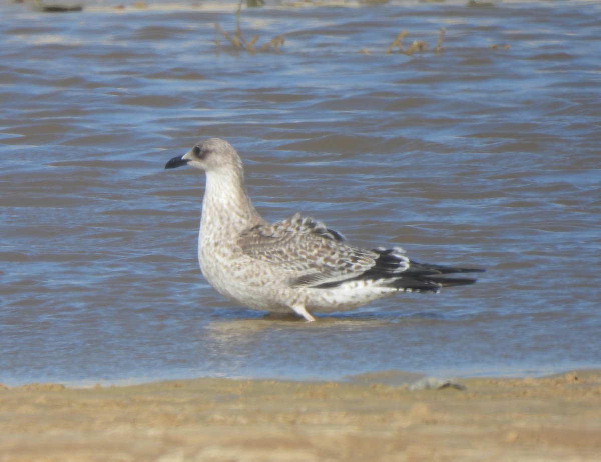 Lesser Black-backed Gull - ML609516647