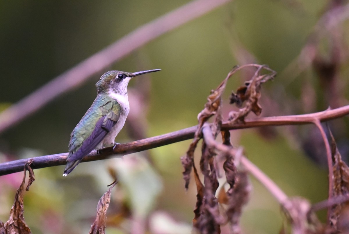 Ruby-throated Hummingbird - Karen Avants