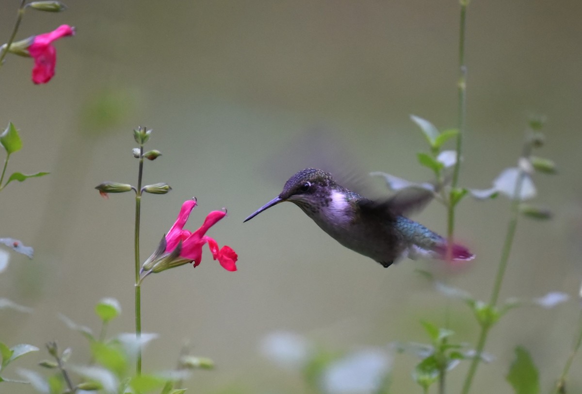 Ruby-throated Hummingbird - ML609516668