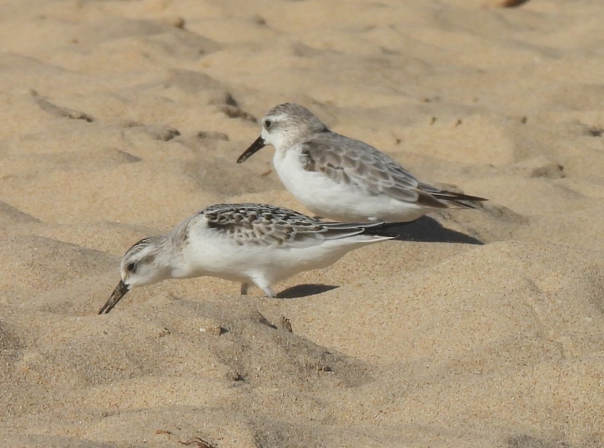 Bécasseau sanderling - ML609516678